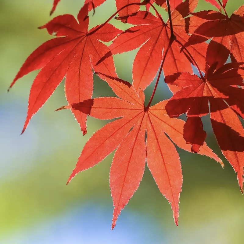 Japanese Maple Leaf by Simply Nature