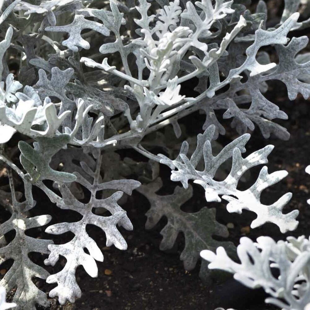 Dusty Miller Leaf by Simply Nature