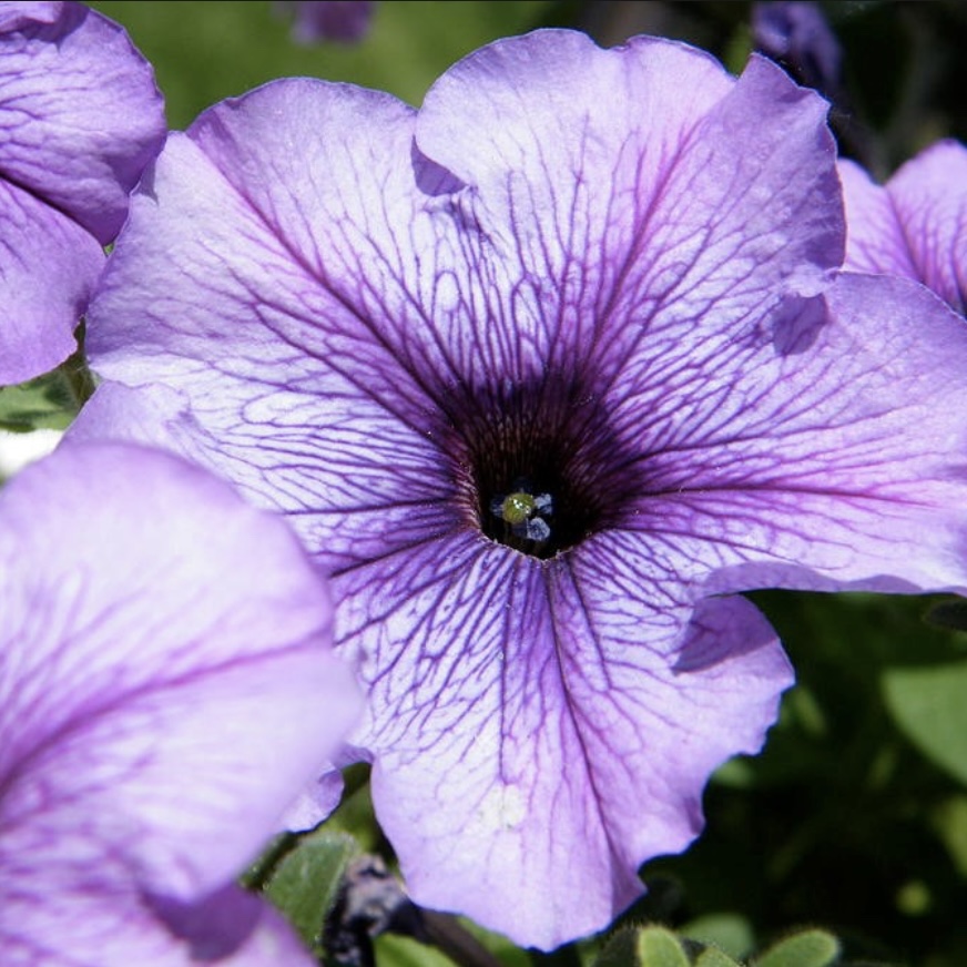 Petunia By Robert Haynes