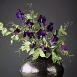 Sweet Pea by Robert Haynes