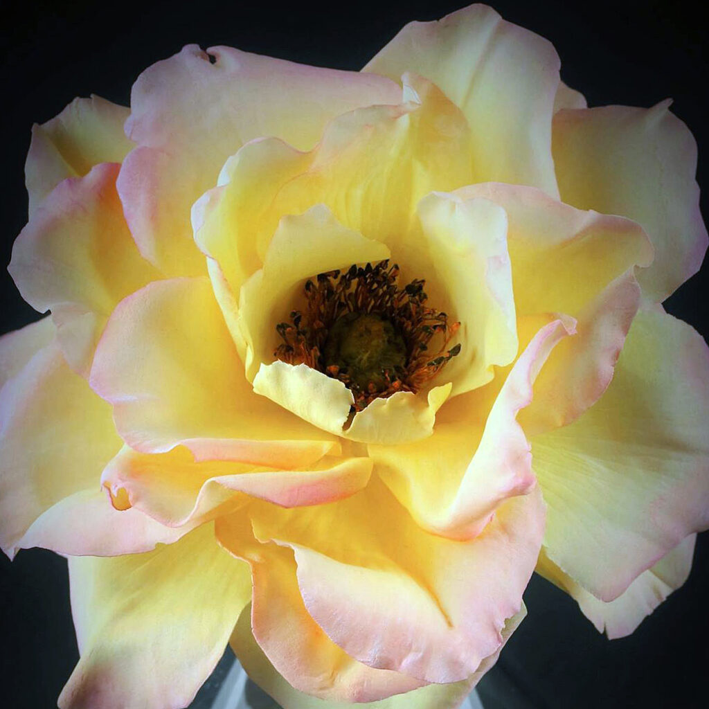 Tea Rose by Robert Haynes