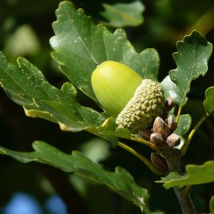 Oak Leaf by Simply Nature