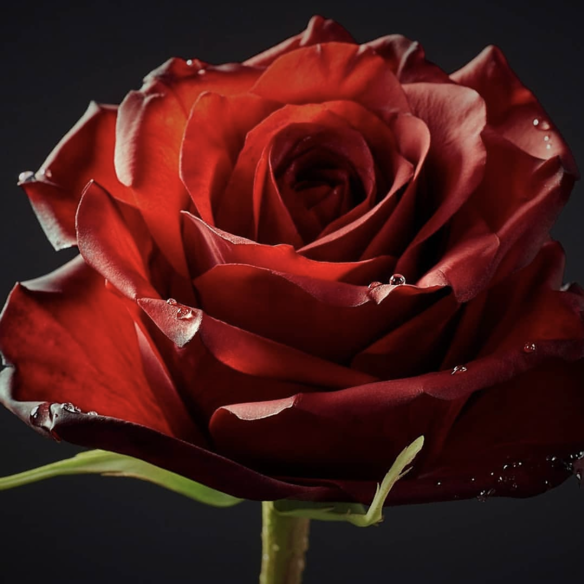 Red Rose by Robert Haynes