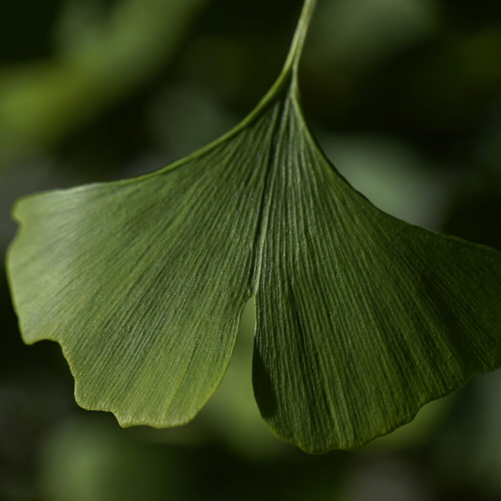 Ginkgo Leaf by Simply Nature