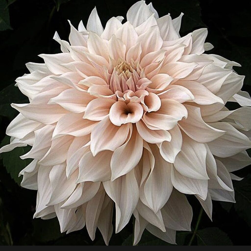 Dahlia Cafe au Lait by Robert Haynes