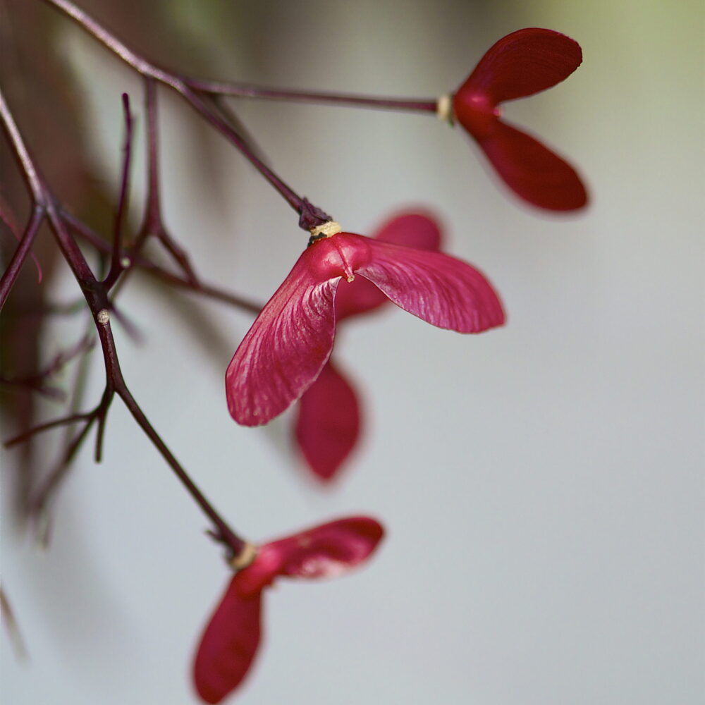 Japanese Maple Leaf Seed by Simply Nature