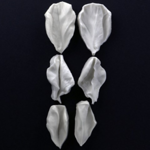 David Austin Rose (Munstead Wood) Inner Petal Veiners David Austin Rose (Munstead Wood) Inner Petal Veiners Set Of 3 Botanically Correct Products By