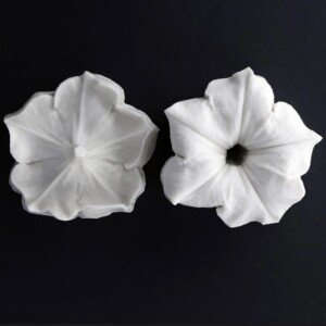 Petunia Medium Full Flower Petunia Medium Full Flower Botanically Correct Veiner By Robert Haynes