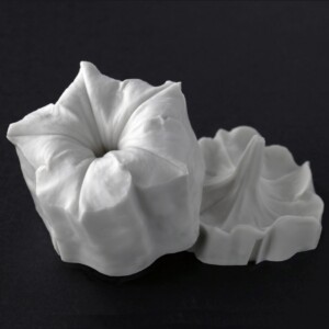 Petunia Medium Full Flower Petunia Medium Full Flower Botanically Correct Veiner By Robert Haynes